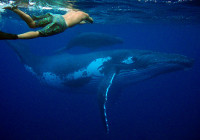 A Rurutu mentre nuoto con le megattere