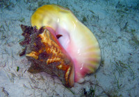 A beautiful conch and its shell