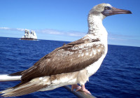 A boobie came to the boat from Roca Partida