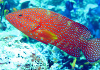 A colorful grouper