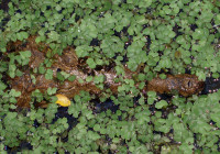 A crocodile perfectly camouflaged