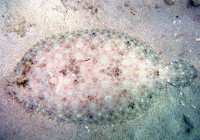 A flounder camouflaged on the sand