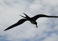 A fregate bird just caught a seahorse