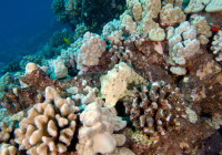 A frogfish camouflages between corals