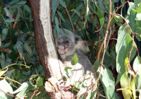 A koala sleeping on eucalyptus tree