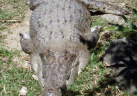 A large alligator resting in the sun