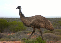 A large emu