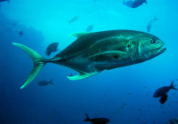 A large jack fish