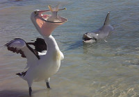 A pelican steals a fish from a dolphin