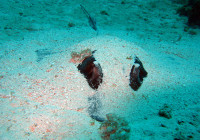 A ray camouflages on the sandy bottom