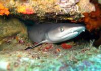 A young white tip shark hides in the reef