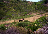 An antelope Cape of Good Hope
