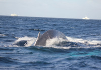 An humpback whale dives under our panga