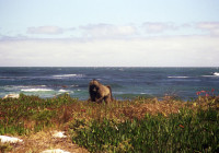An inquisitive baboon Cape of Good Hope