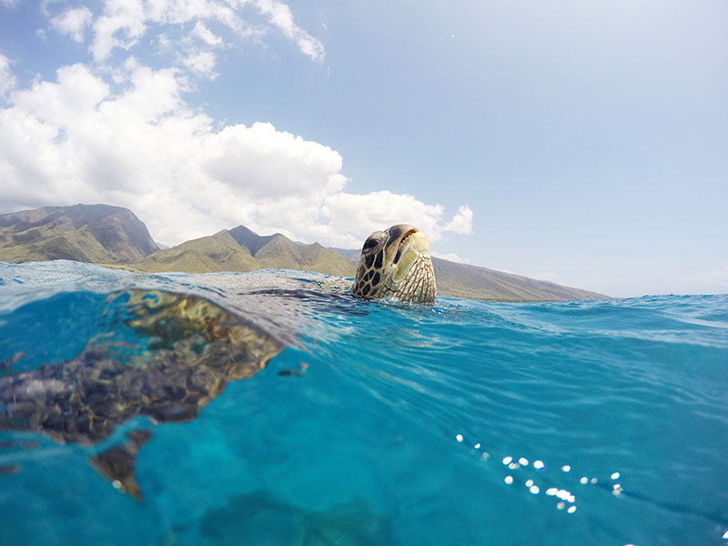 HONU\'S BREATHE