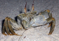 Big crab