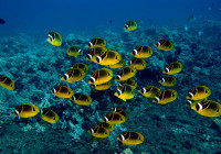 Butterfly fishes Hawaii