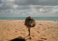 Close encounter with a curious emu