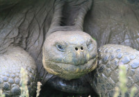 Close up image of a Galapagos giant tortoise