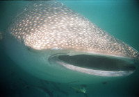 Close up image of a gentle giant the whale shark