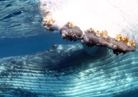 Close up image of the whales pectoral fin