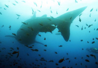 Darwins Arch, A diver filming a huge whale shark