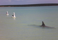Delfini e pellicani pescano insieme nelle acque di Monkey Mia