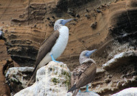 Due splendidi esemplari di Blue Footed Boobie sule dalle zampe blu