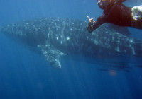 Encounter with the whale shark Ningaloo Reef