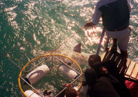 Face to face with the great white shark