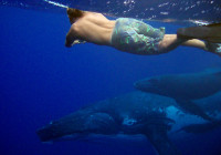 Filming humpback whales Rurutu Island