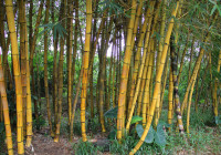 Foresta di Bamboo