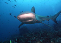 Galapagos shark Wolf Island