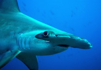 HAMMERHEAD