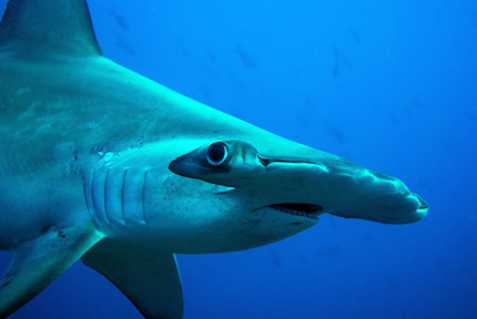 HAMMERHEAD