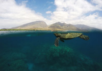 HONU-IN-HEAVEN