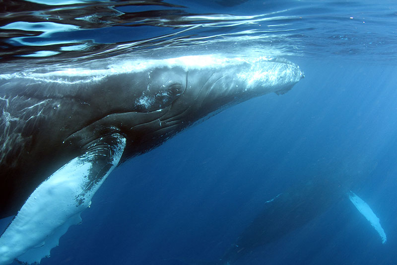 HUMPBACK KEIKI