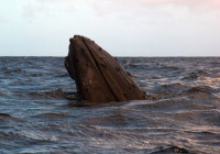 Hervey Bay, An humpback whale performs a spy hoping