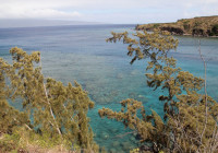 Honolua Bay Maui