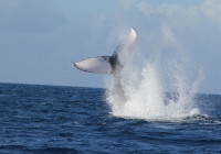 Humpback whale performing a tail slapping