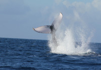 Humpback whale performing a tail slapping