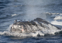 Humpback whale surfacing