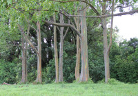I tronchi variopinti di alcuni alberi hawaiiani