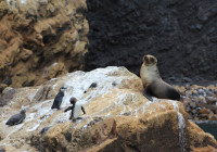 In the Galapagos Islands sealions share the habitat with penguins
