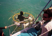 Inside the cage waiting for the great white shark