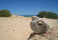 Jackfishs head on a desert beach
