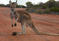 Juvanile kangaroo looking at me
