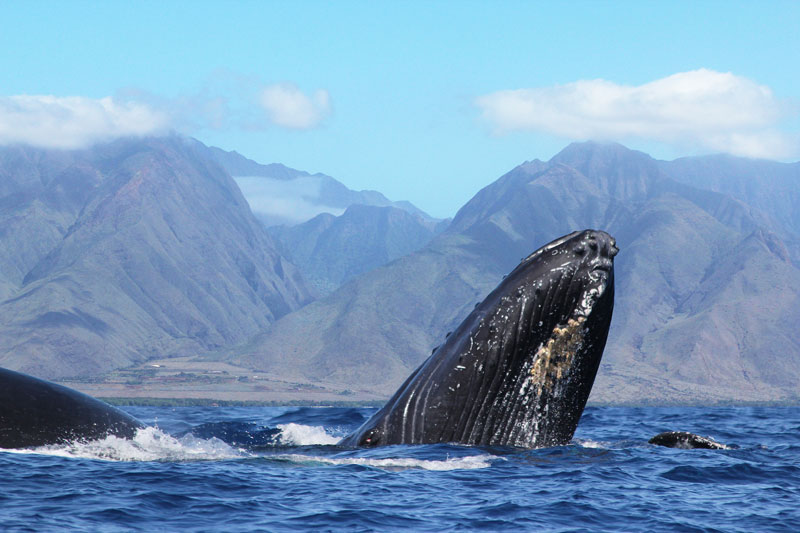 LAHAINA SPYHOPPING