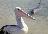 Monkey Mia where dolphins and pelicans fish together