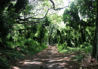 Nel mezzo della foresta Maui